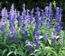 victoria blue salvia
