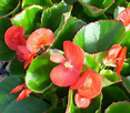 dragon wing begonia